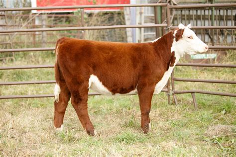 Are there female steers?