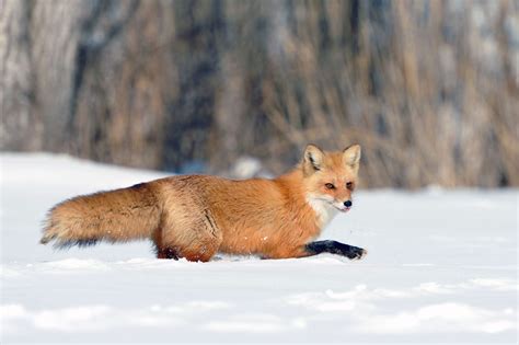 Are there foxes in Ontario?