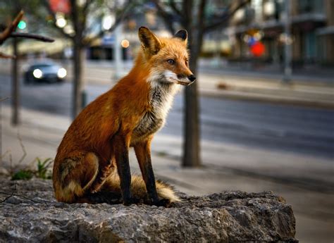 Are there foxes in Toronto?
