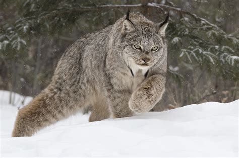 Are there lynx in Ontario?