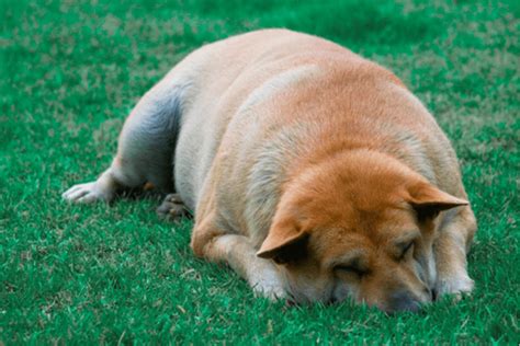 Are there mild cases of bloat in dogs?