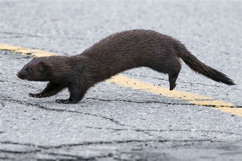 Are there minks in Toronto?