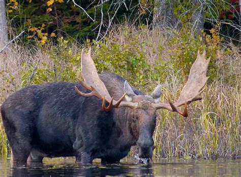 Are there moose in Ontario?