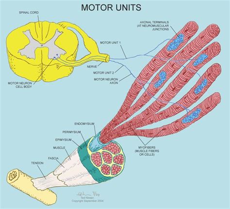 Are there neurons in feet?