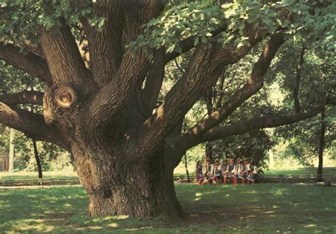 Are there oak trees in Ukraine?