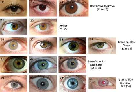 Are there only 2 true eye colors?