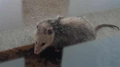 Are there opossums in Montreal?