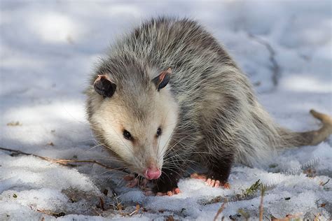 Are there opossums in northern Ontario?