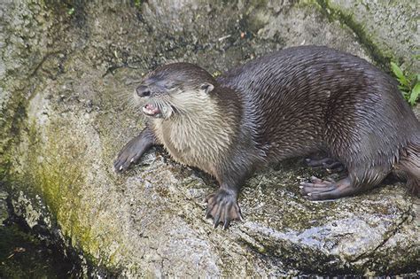 Are there otters in Toronto?