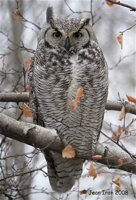 Are there owls in Toronto?