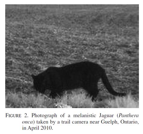 Are there panthers in Ontario?