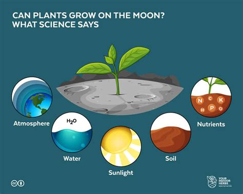Are there plants on Moon?