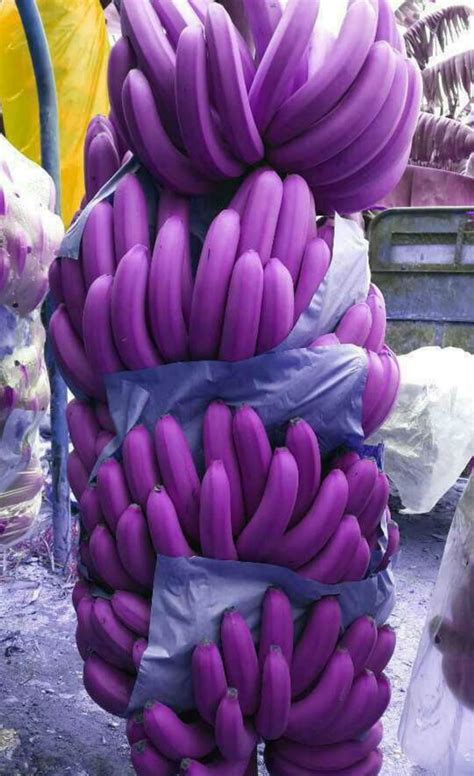 Are there purple bananas?