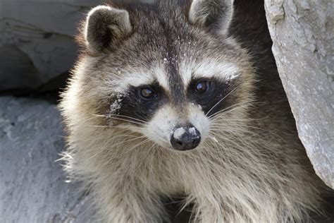 Are there raccoons in Toronto?
