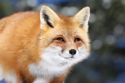 Are there red fox in Canada?