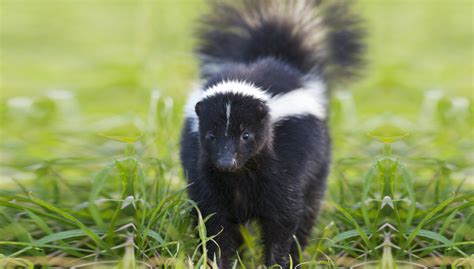 Are there skunks in Canada?