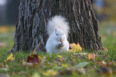 Are there squirrels in Toronto?