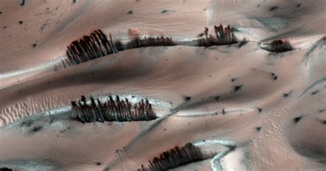 Are there trees on Mars?