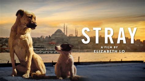 Are they making Stray 2?