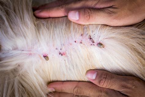 Are ticks painful for animals?