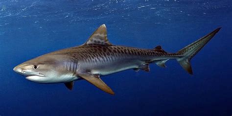 Are tiger sharks aggressive?