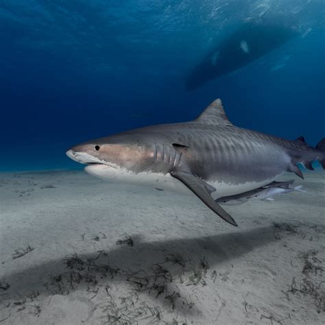 Are tiger sharks loners?