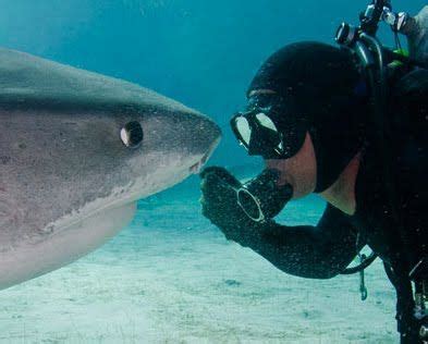 Are tiger sharks nice to humans?