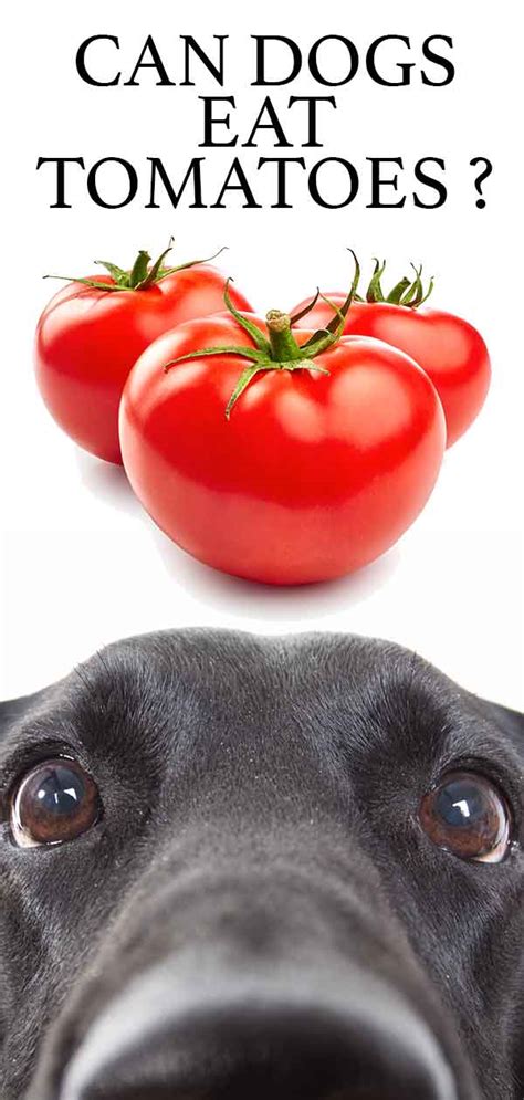 Are tomatoes bad for dogs?