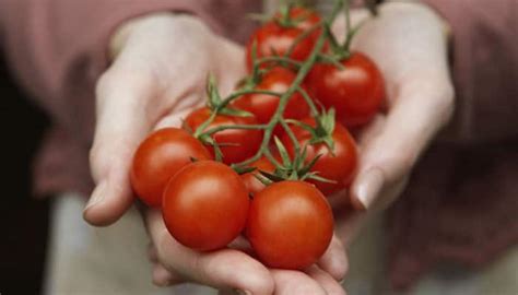 Are tomatoes healthier cooked or raw?