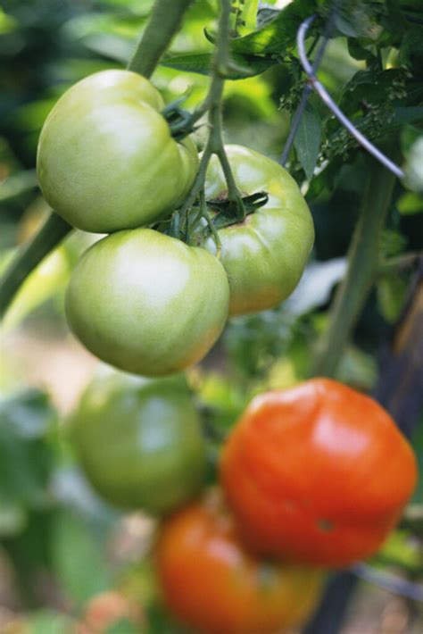 Are tomatoes high in solanine?