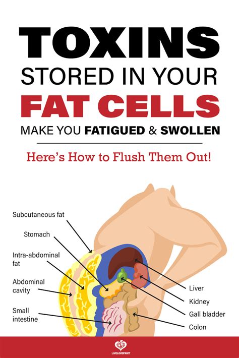 Are toxins stored in fat?