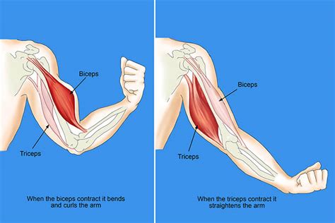 Are triceps stronger than biceps?