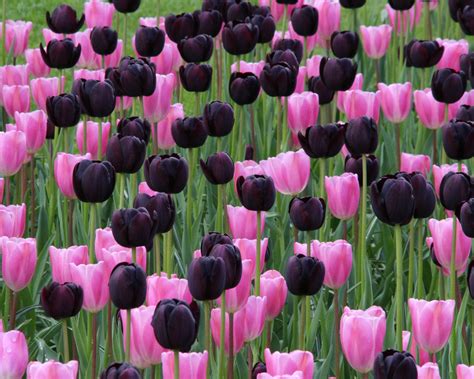 Are tulips animal safe?
