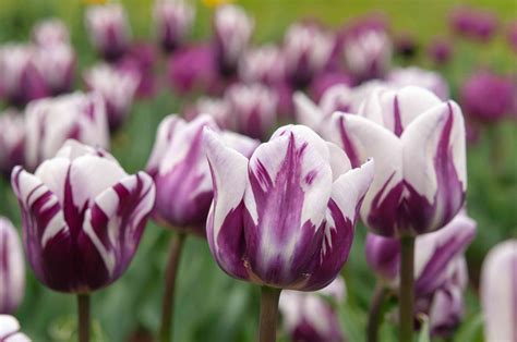 Are tulips good for skin?