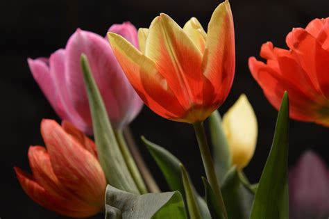 Are tulips medicinal?