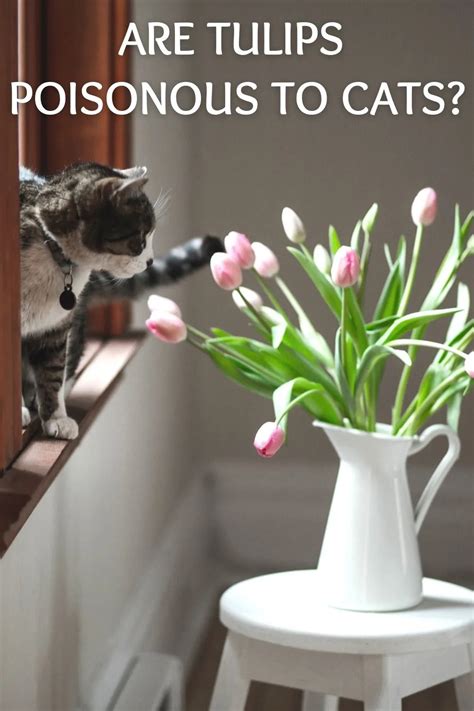 Are tulips only toxic to cats if they eat them?