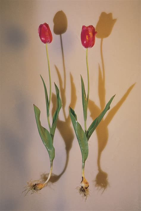 Are tulips safe for humans to eat?
