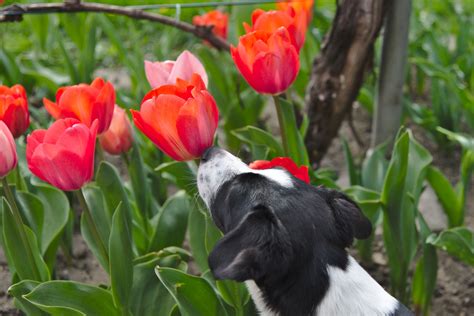 Are tulips toxic to dogs?