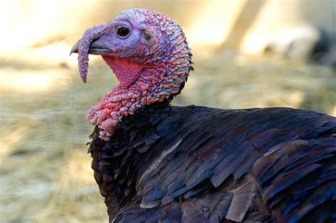 Are turkeys asexual?