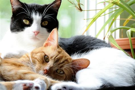 Are two cats less lonely?
