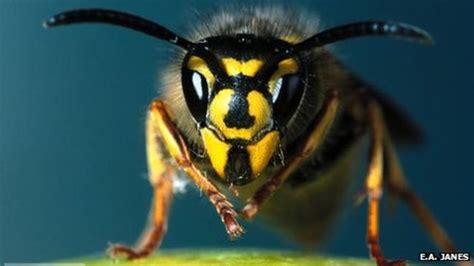 Are wasps afraid of noise?