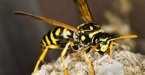 Are wasps aggressive?