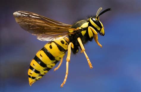 Are wasps all bad?