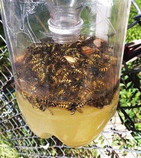 Are wasps attracted to apple cider vinegar?
