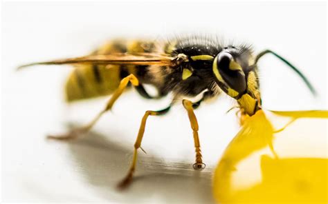 Are wasps attracted to honey?