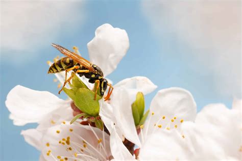 Are wasps attracted to perfume?