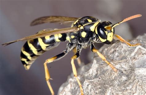 Are wasps poisonous?