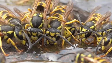 Are wasps rude?
