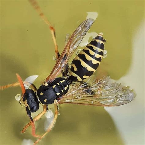 Are wasps sadistic?