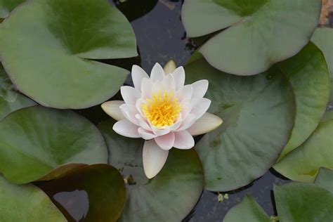 Are water lilies and lily pads the same thing?